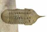 Morocconites Trilobite Fossil - Multi-Toned Shell Coloration #339441-2